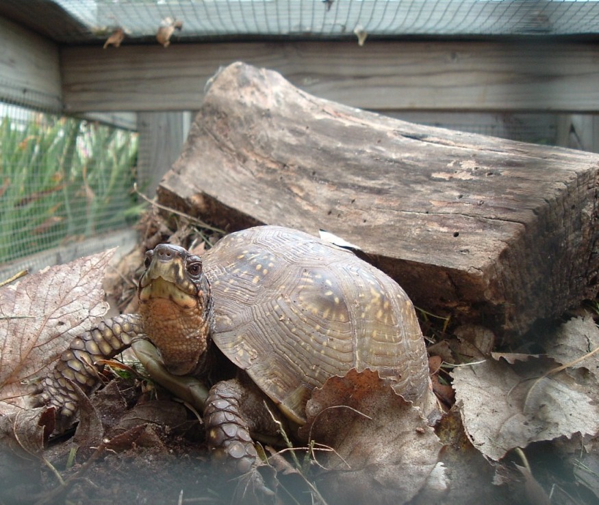 box turtle