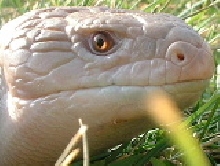 Barneyavatar