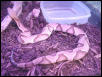 Agkistrodon c contortrix