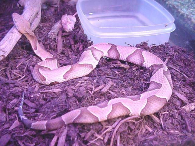 Agkistrodon c contortrix