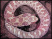 Albino Eastern Hognose