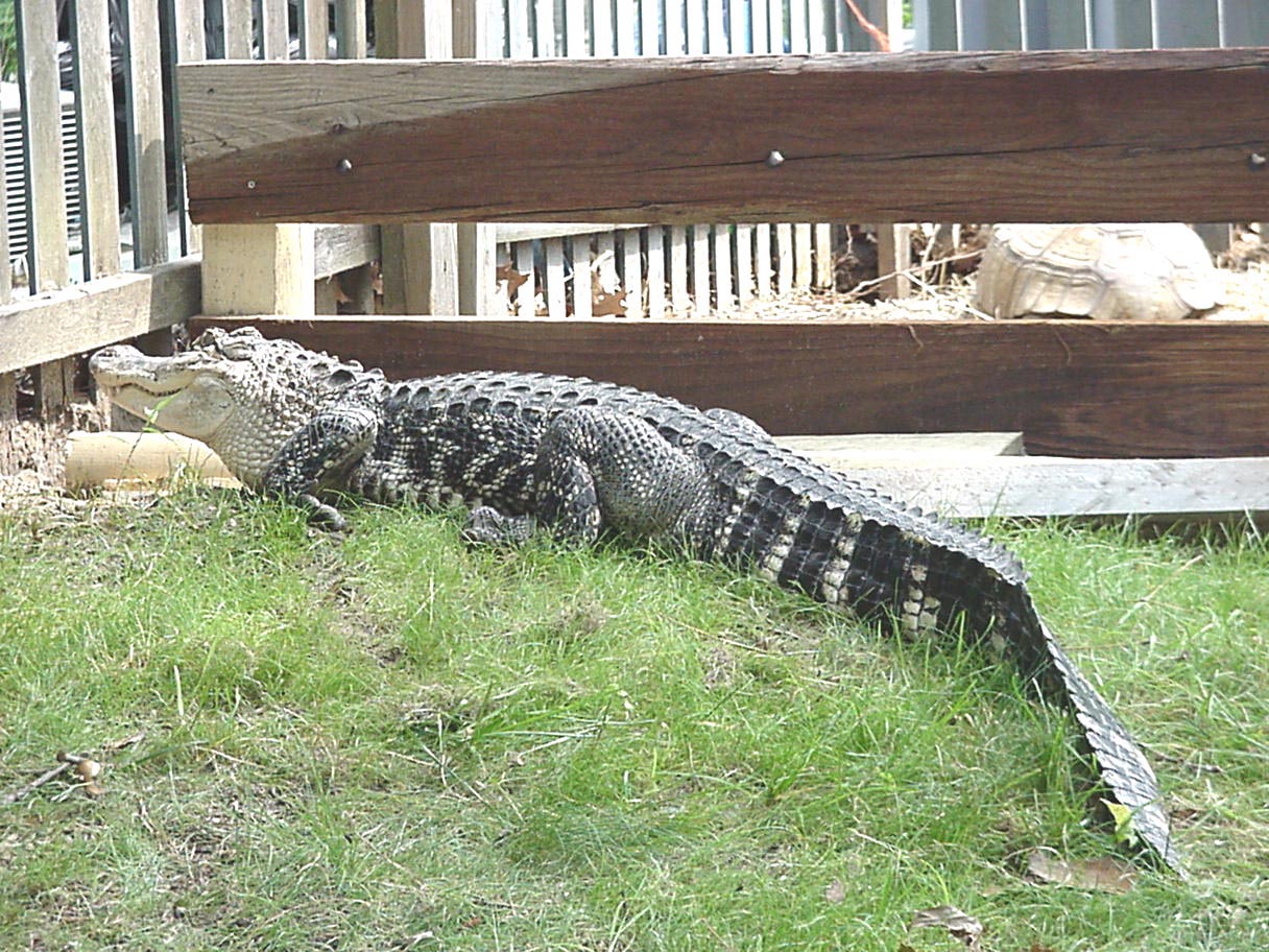 Alligator in the yard