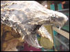 Alligator Snapping turtle