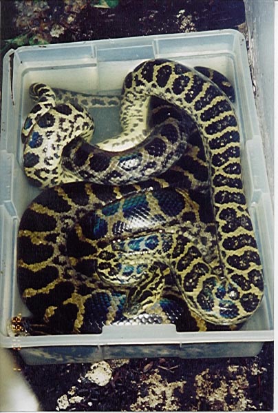 Anancondas breeding