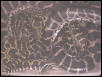 Yellow Anacondas