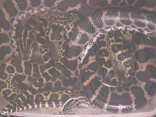Yellow Anacondas