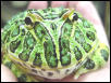 Horned Frog