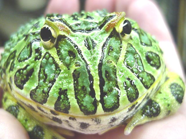 Horned Frog