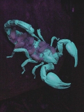 Asian Black Scorpion