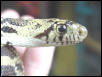 Baby Bullsnake