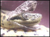 Yellow Anaconda shedding