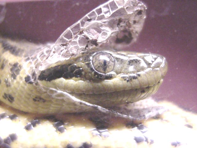 Yellow Anaconda shedding