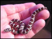 Baby Eastern Milksnake