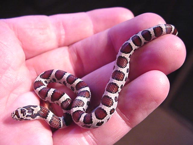 Baby Eastern Milksnake