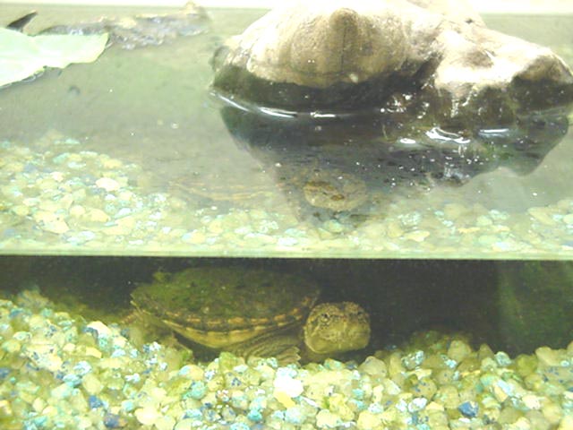 Baby Snapper set up