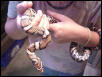 Enormous Milksnake