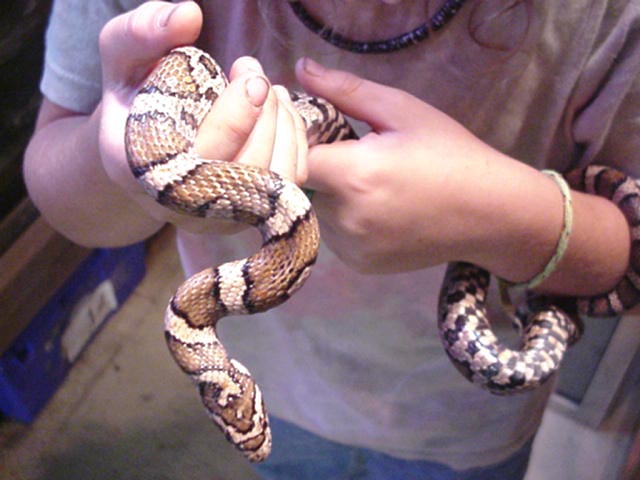 Enormous Milksnake