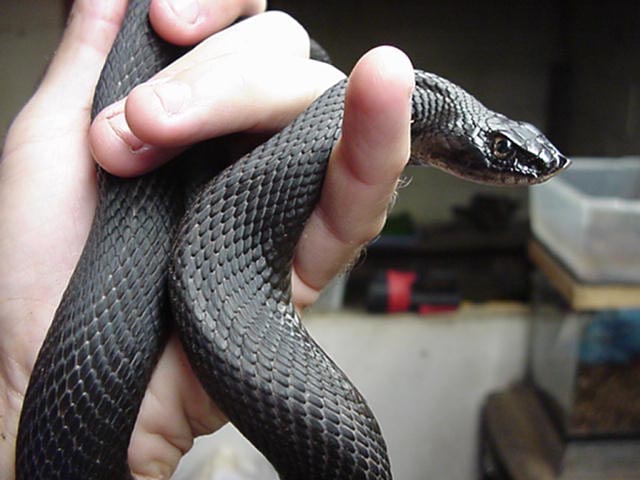 Chocolate Hognose