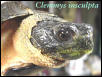 Wood Turtle mug shot