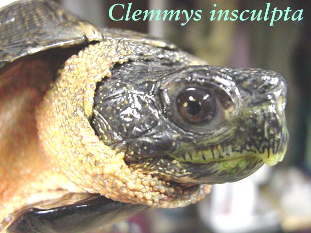 Wood Turtle mug shot