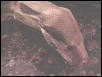 Common Boa Constrictor