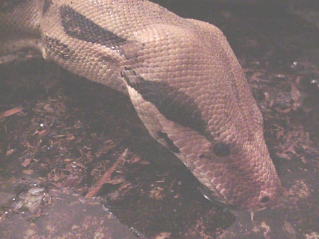 Common Boa Constrictor