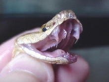 Copperhead fangs