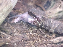 Florida Cottonmouth