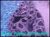 Dusky Pygmy Rattlesnake
