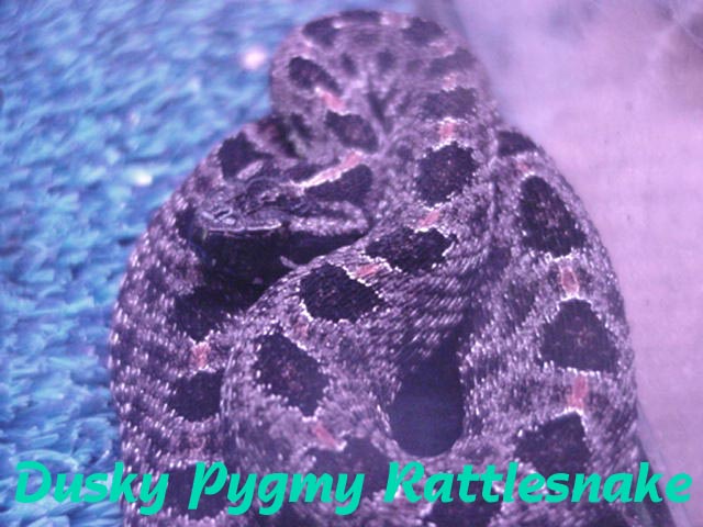 Dusky Pygmy Rattlesnake