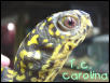 Female Eastern Box turtle