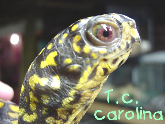 Female Eastern Box turtle