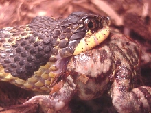Hognose and Toad