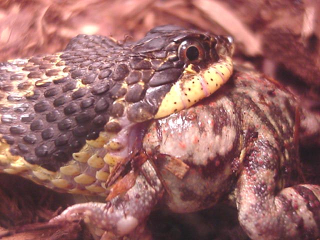 Hognose and Toad