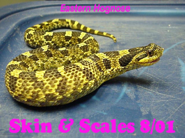 Eastern Hognose snake