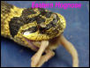 Eastern Hognose snake