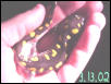 Female Spotted Salamander