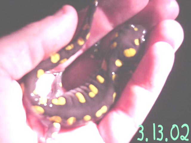 Female Spotted Salamander