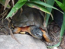Mass., Wood turtle