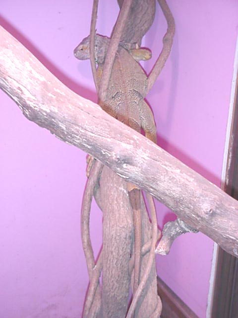 Green iguana