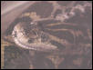Yellow Anaconda