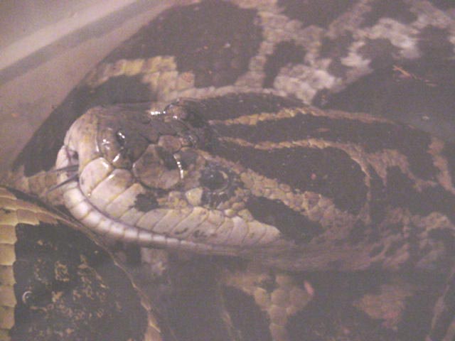 Yellow Anaconda