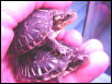 Florida Box babies