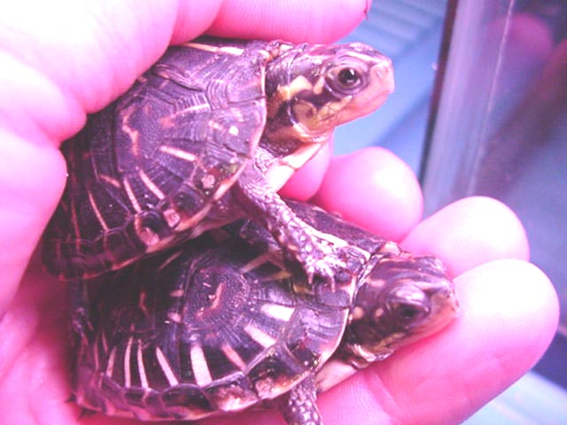 Florida Box babies