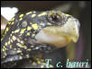 Florida Box Turtle