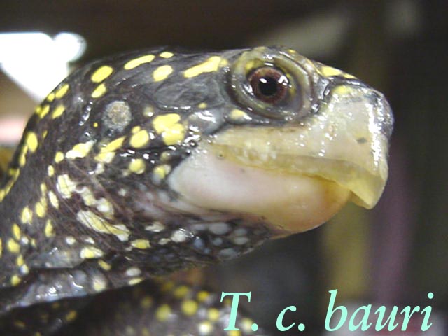 Florida Box Turtle