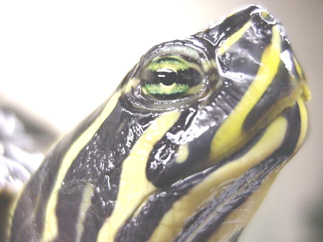 Red Belly Face