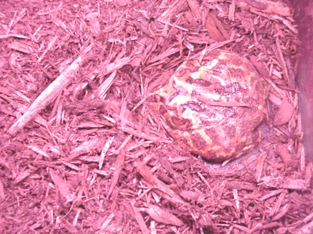 Frog aestivation