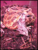 Frogs skin
