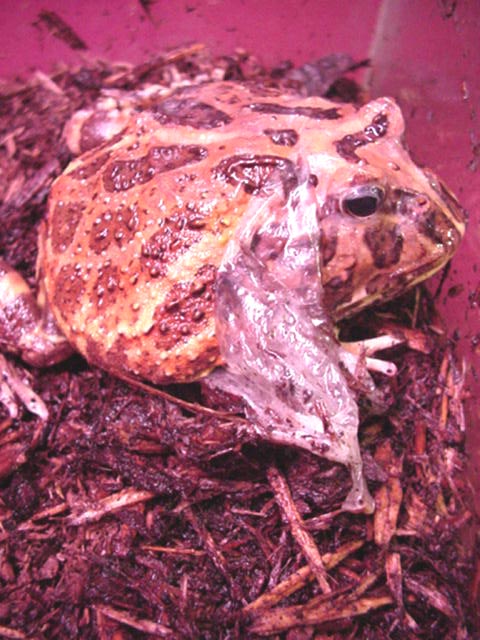 Frogs skin